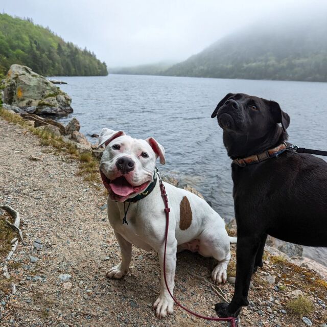 A few weeks ago we spent a long weekend in Acadia exploring one of the most dog friendly national parks in the US. We were lucky to have some amazing adventures on My. Desert Island and we can't wait to share starting with Mansell Mtn! Read more with the #linkinbio